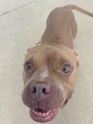 Found/Stray Male Dog last seen Old Burnette, Spartanburg County, SC 29349