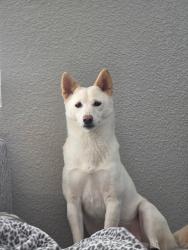 Reunited Female Dog last seen Newhall neighborhood park, Santa Clara, CA 95128