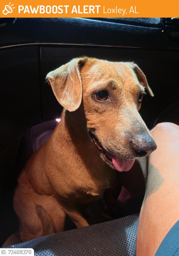 Found/Stray Female Dog last seen Exit 49 I10 west bound Buccees, Loxley, AL 36551