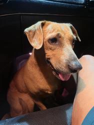 Found/Stray Female Dog last seen Exit 49 I10 west bound Buccees, Loxley, AL 36551