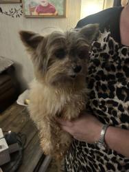 Found/Stray Male Dog last seen Corner of 64/90 and Brush Mtn Rd. Lenoir. Oak HillCommunity, Taylorsville, NC 28681