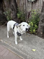 Reunited Female Dog last seen 23rd St, San Francisco, CA 94110