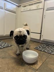 Reunited Female Dog last seen Kiowa rd. And Sandia Rd, Apple Valley, CA 92308