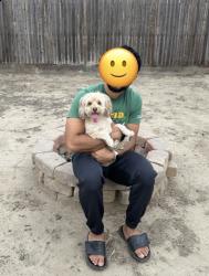 Found/Stray Unknown Dog last seen Tulare and lovers lane, Visalia, CA 93292