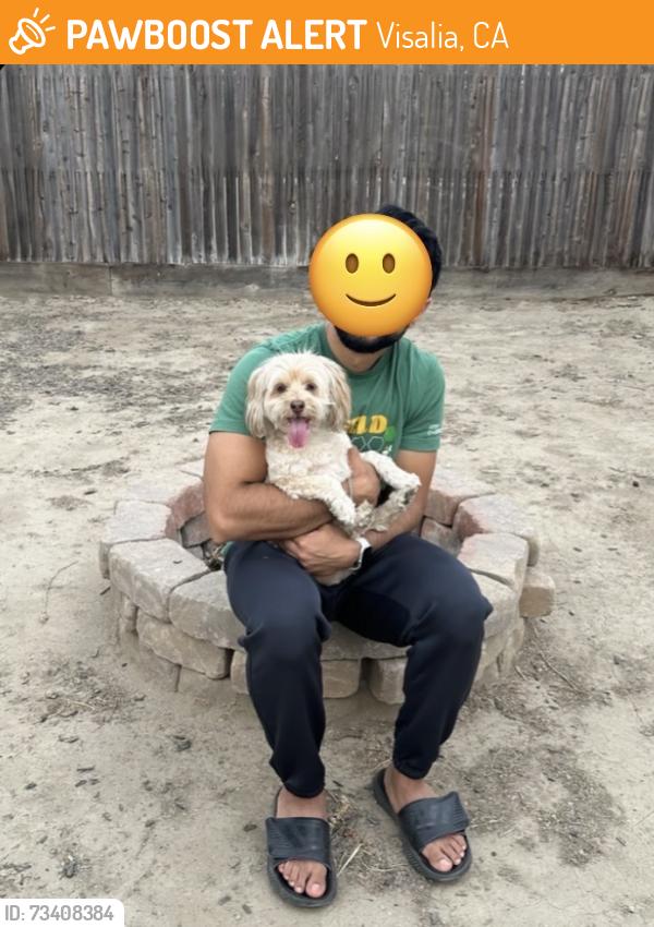 Found/Stray Unknown Dog last seen Tulare and lovers lane, Visalia, CA 93292