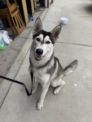 Found/Stray Male Dog last seen Agua manza road, Colton, CA 92316