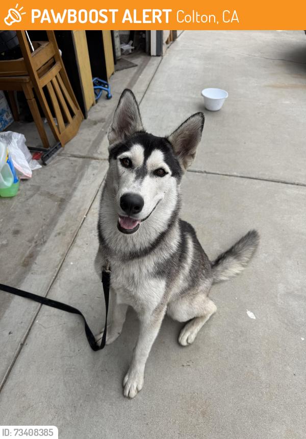 Found/Stray Male Dog last seen Agua manza road, Colton, CA 92316