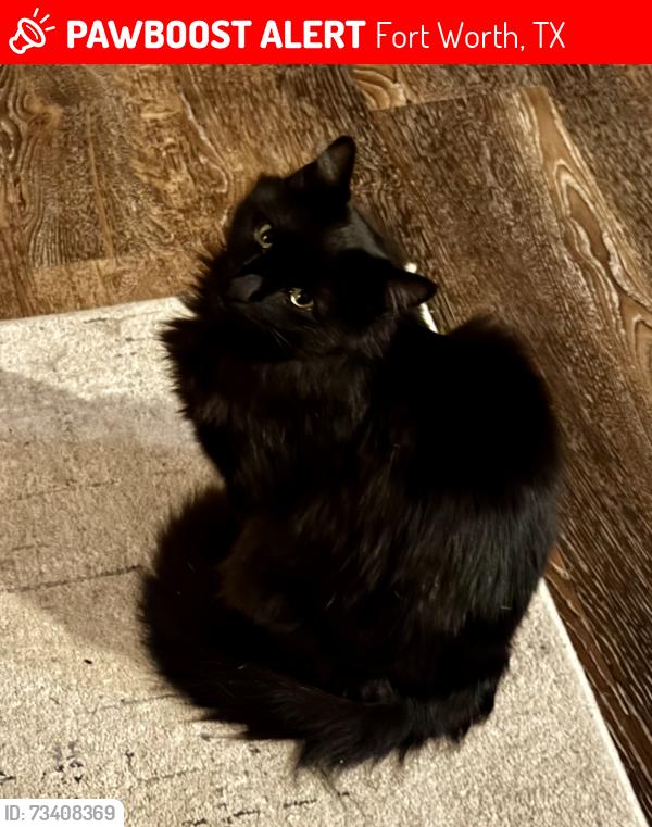 Lost Male Cat last seen Redbud, Fort Worth, TX 76135