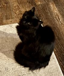 Lost Male Cat last seen Redbud, Fort Worth, TX 76135