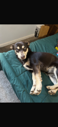 Reunited Female Dog last seen 2nd Ave & C St, Chula Vista Ca, Chula Vista, CA 91910