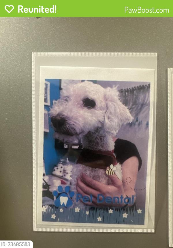 Reunited Male Dog last seen Dobson and Warner, Chandler, AZ 85224