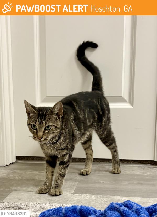 Found/Stray Female Cat last seen Brighton Park subdivision, Hoschton, GA 30548