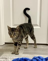 Found/Stray Female Cat last seen Brighton Park subdivision, Hoschton, GA 30548