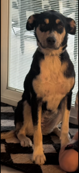 Lost Female Dog last seen Near and lonesome dove, Royse City, TX 75189