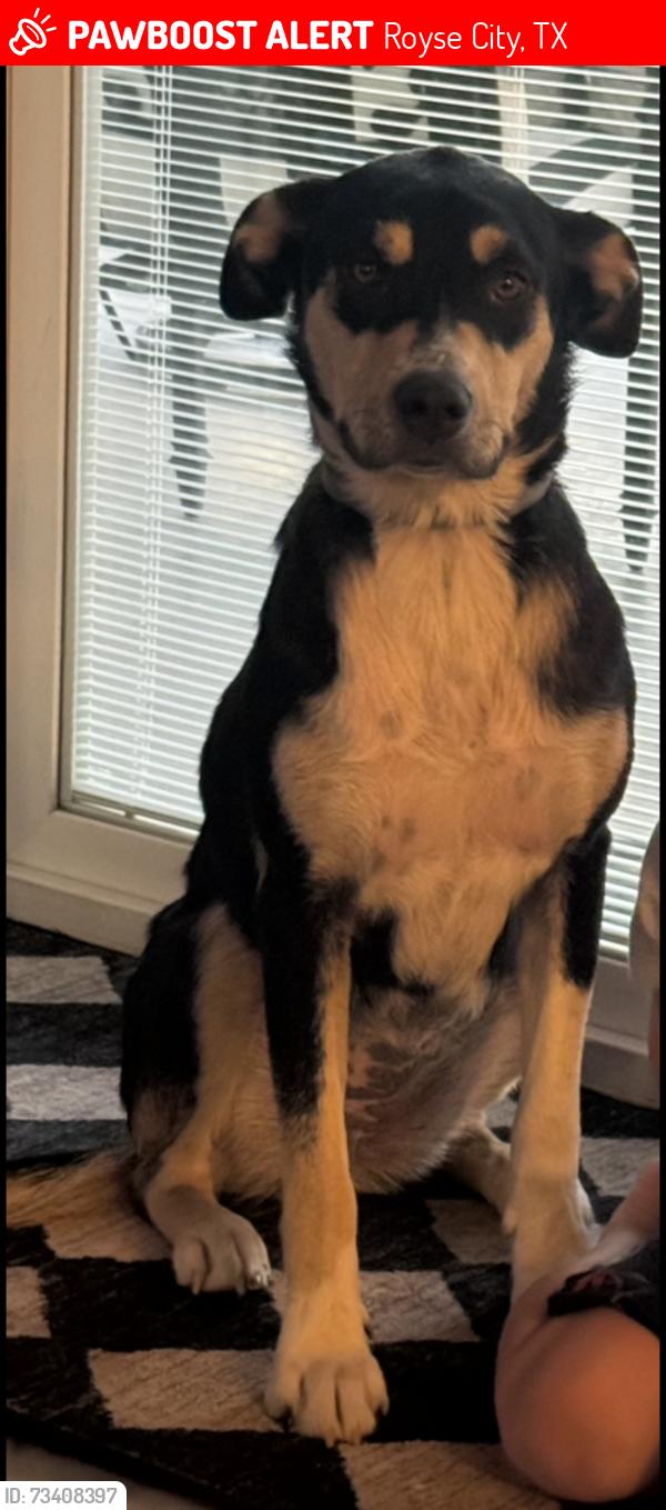 Lost Female Dog last seen Near and lonesome dove, Royse City, TX 75189