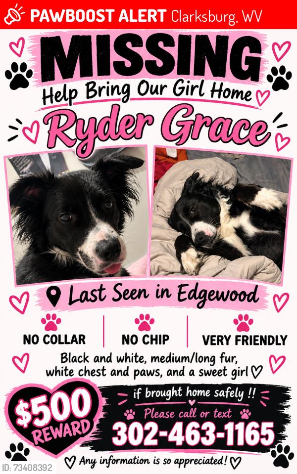 Lost Female Dog last seen In our backyard, Clarksburg, WV 26301