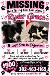 Lost Female Dog last seen In our backyard, Clarksburg, WV 26301