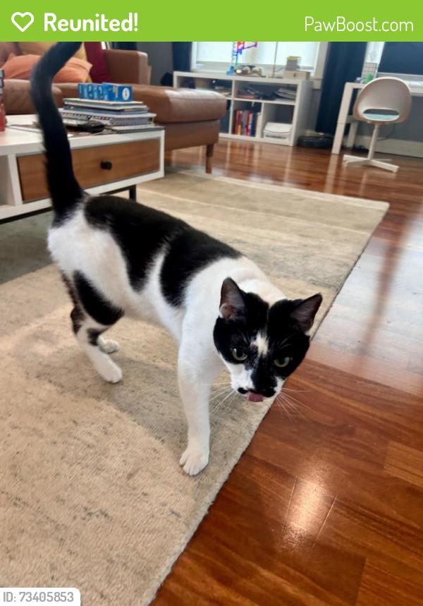Reunited Male Cat last seen Carolina Ave Ne & Grand Canal Blvd, St. Petersburg, FL 33703