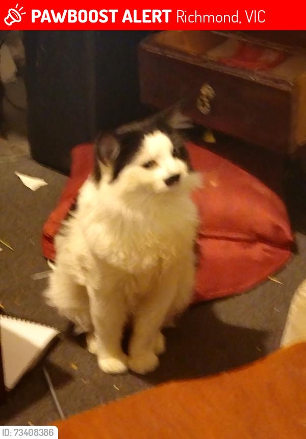 Lost Male Cat last seen North Richmond station, Richmond, VIC 3121