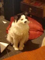 Lost Male Cat last seen North Richmond station, Richmond, VIC 3121