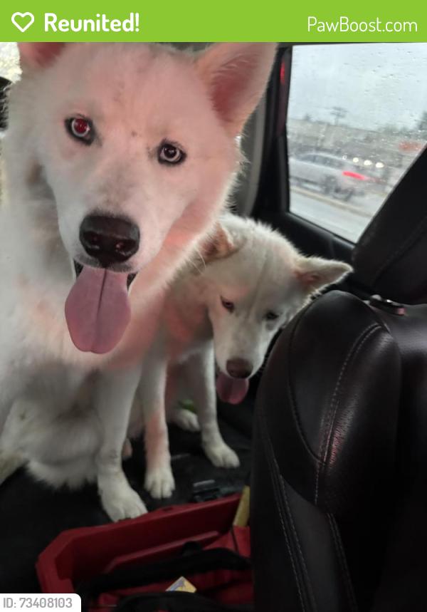 Reunited Unknown Dog last seen North Ave & Harlem - crossed North Ave into Buona parking lot, Chicago, IL 60302
