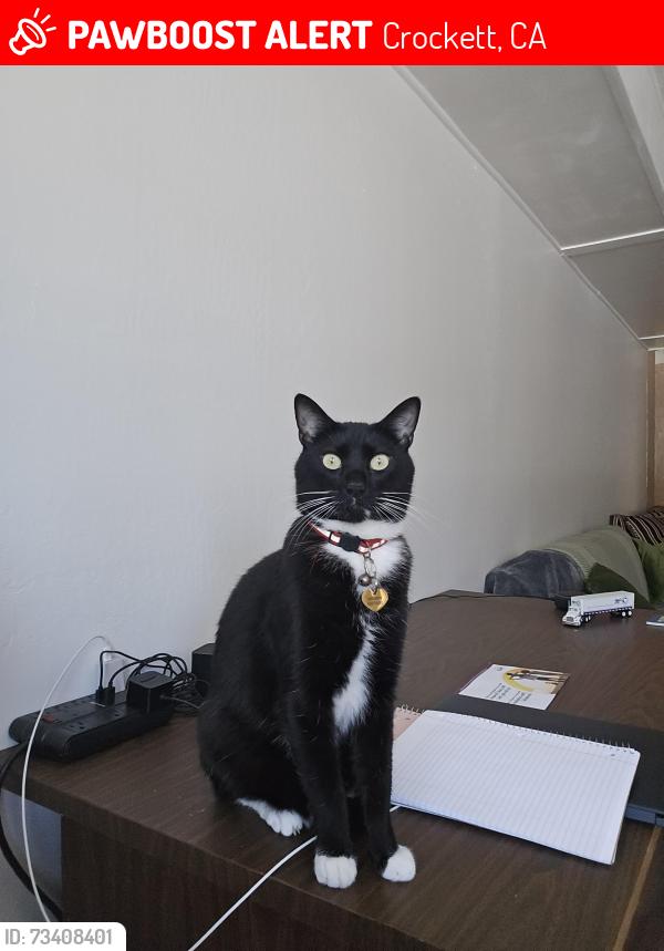 Lost Male Cat last seen Welle Rd & Rolph Park Dr, Crockett, CA 94525