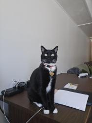 Lost Male Cat last seen Welle Rd & Rolph Park Dr, Crockett, CA 94525
