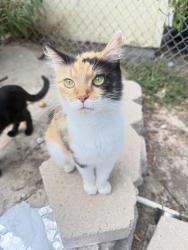 Found/Stray Unknown Cat last seen Luana Drive, Oceanside, CA 92056