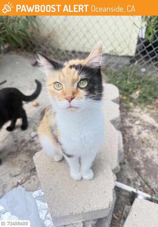 Found/Stray Unknown Cat last seen Luana Drive, Oceanside, CA 92056