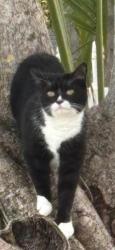 Reunited Male Cat last seen SE 6 th street, Pompano Beach, FL 33062