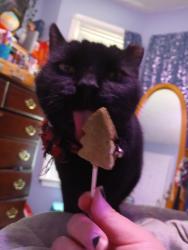 Reunited Female Cat last seen Near Crown Dr, McDonough, GA 30253