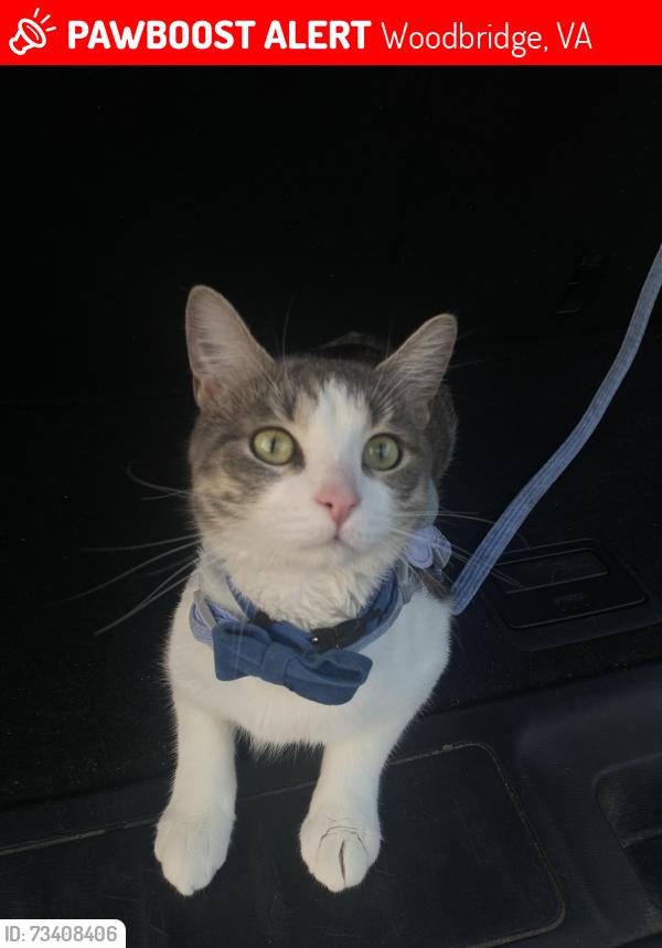 Lost Female Cat last seen Richmond Hwy, Woodbridge, VA 22191