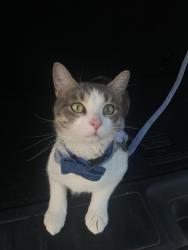 Lost Female Cat last seen Richmond Hwy, Woodbridge, VA 22191