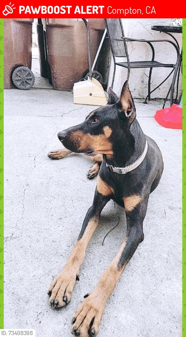 Lost Male Dog last seen Compton Boulevard, Compton, CA 90221