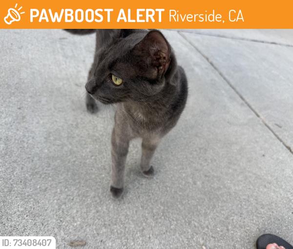 Found/Stray Unknown Cat last seen Bruin Dr, Riverside, CA 92507
