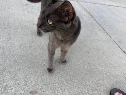 Found/Stray Unknown Cat last seen Bruin Dr, Riverside, CA 92507