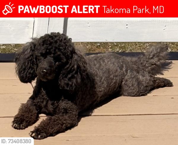 Lost Female Dog last seen University boulevard, Takoma Park, MD 20912