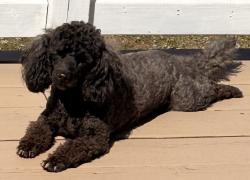Lost Female Dog last seen University boulevard, Takoma Park, MD 20912