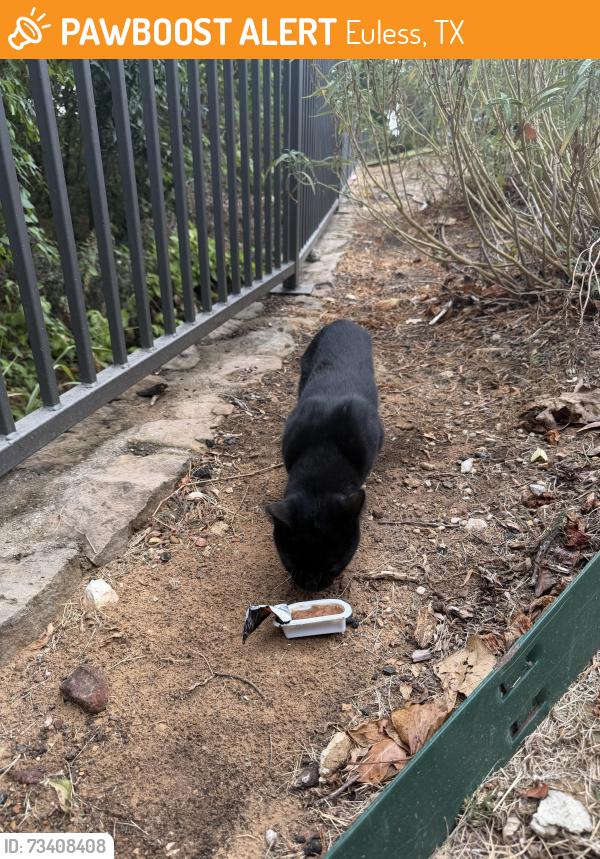 Found/Stray Male Cat last seen Industrial Blvd/W Euless Blvd, Euless, TX 76040