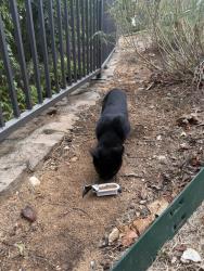Found/Stray Male Cat last seen Industrial Blvd/W Euless Blvd, Euless, TX 76040