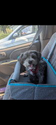 Reunited Male Dog last seen Near Poppy ridge Road elk grove, CA, Elk Grove, CA 95757