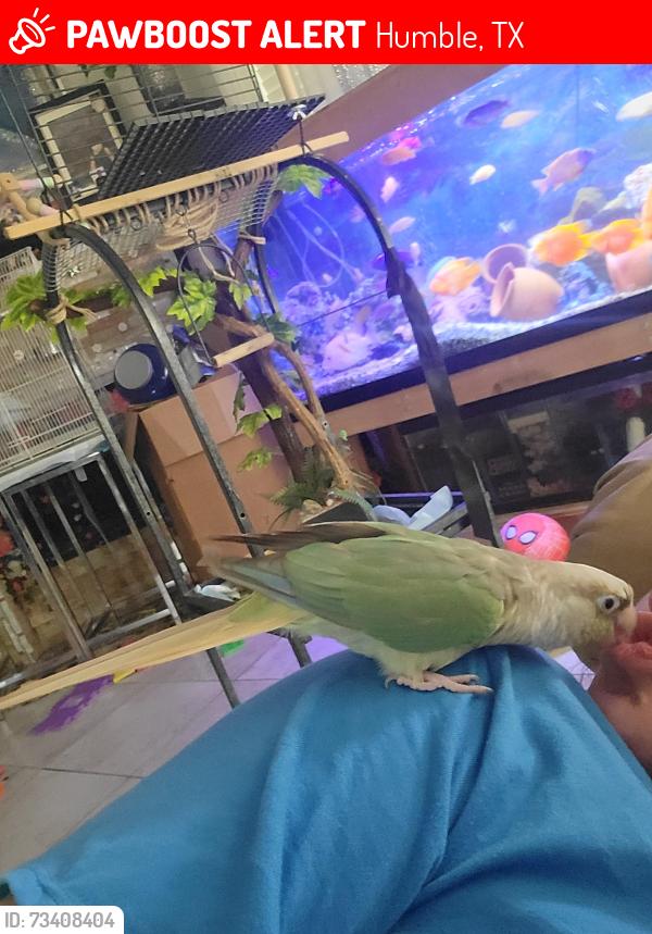 Lost Male Bird last seen Blue forest and sylvan, Humble, TX 77346