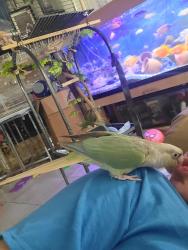 Lost Male Bird last seen Blue forest and sylvan, Humble, TX 77346