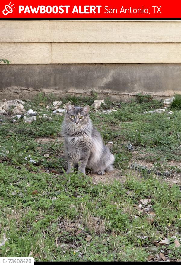 Lost Male Cat last seen Thomas oaks Marlark pass wentink ave, San Antonio, TX 78261