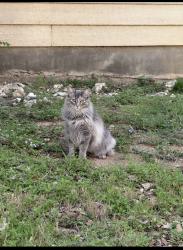 Lost Male Cat last seen Thomas oaks Marlark pass wentink ave, San Antonio, TX 78261