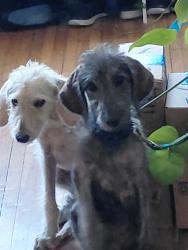 Found/Stray Male Dog last seen Near Roosevelt's, Tulsa, OK 74104