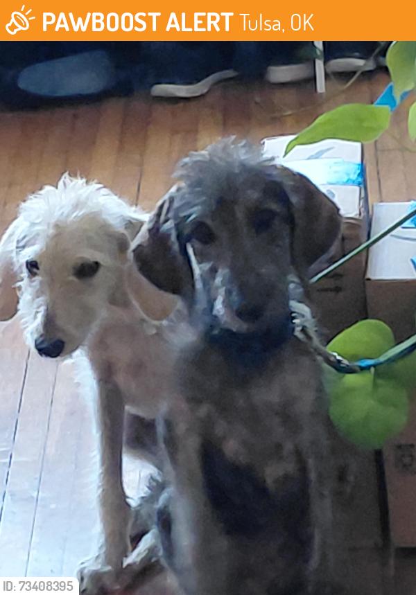 Found/Stray Male Dog last seen Near Roosevelt's, Tulsa, OK 74104