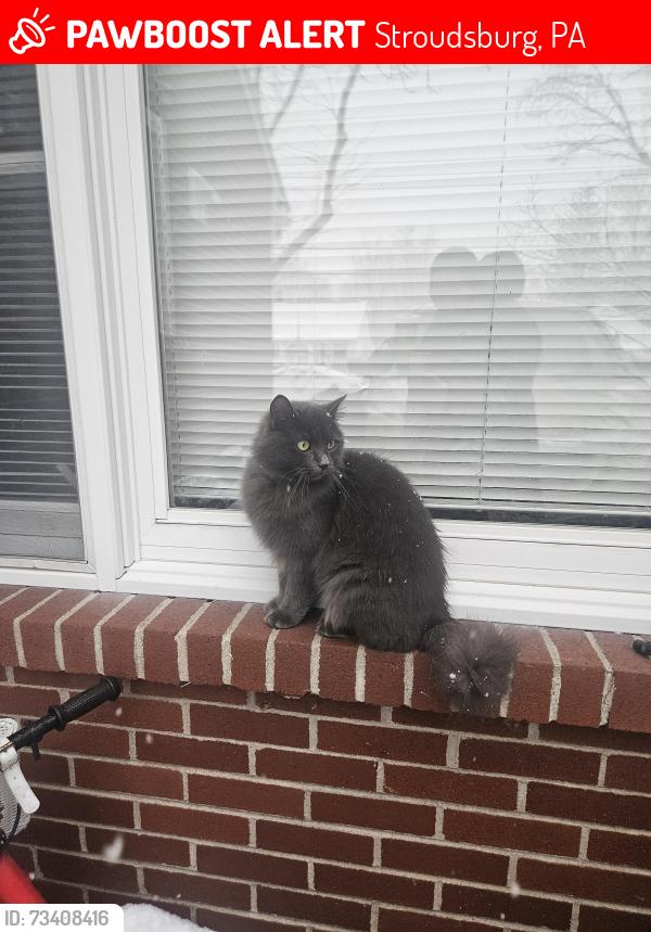 Lost Female Cat last seen Spruce St Stroudsburg, Stroudsburg, PA 18360
