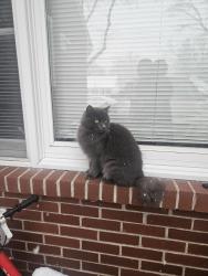 Lost Female Cat last seen Spruce St Stroudsburg, Stroudsburg, PA 18360