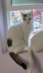 Reunited Female Cat last seen Ottawa and enterprise when into apmts complex, Riverside, CA 92507